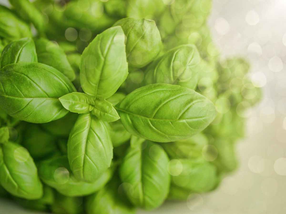 Basil